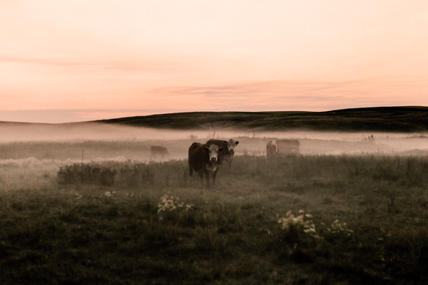 Cows with misty background