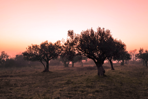 Olive trees on a misty hill